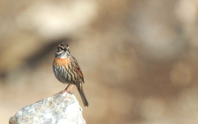 Rufous-breasted Accentor - ML618372434