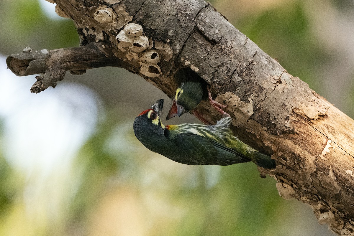 Coppersmith Barbet (Western Yellow-faced) - ML618372449