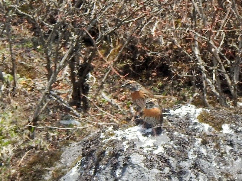 Rufous-breasted Accentor - ML618372450