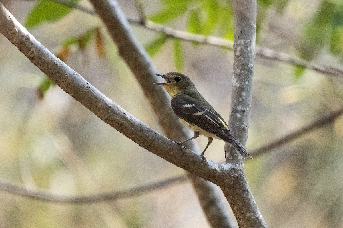Yellow-rumped Flycatcher - Wachara  Sanguansombat