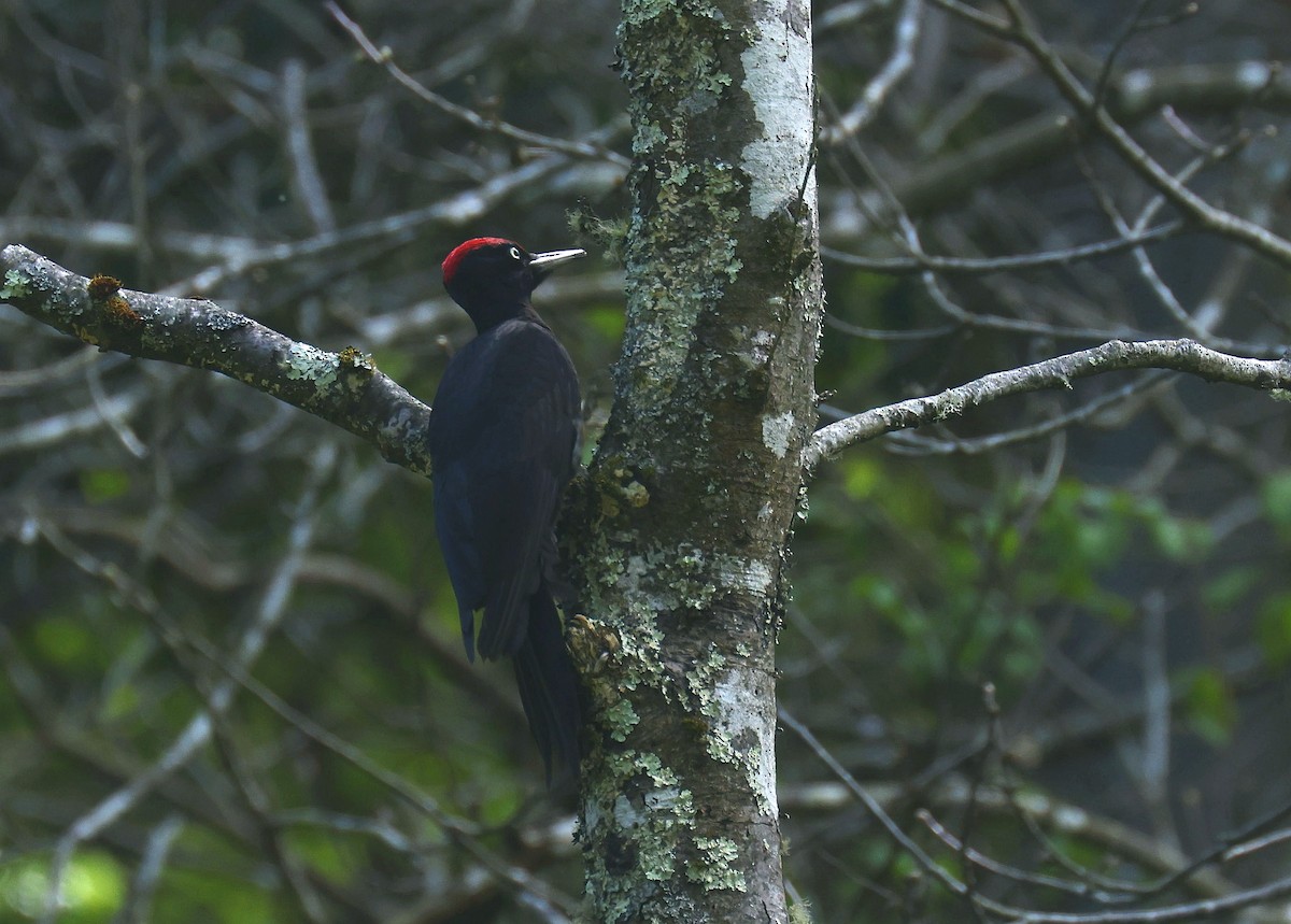 Black Woodpecker - ML618372472