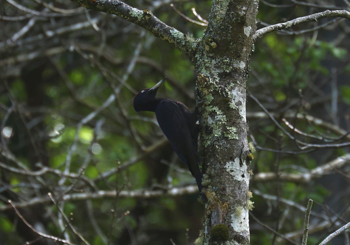 Black Woodpecker - ML618372473