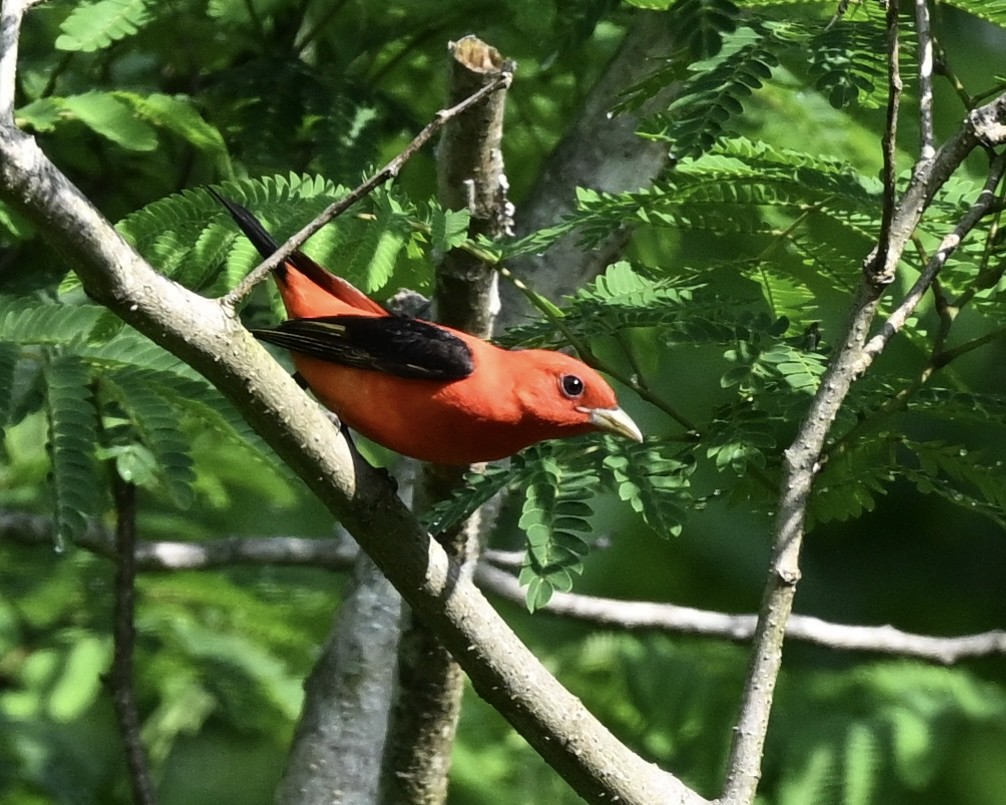 Scarlet Tanager - ML618372521