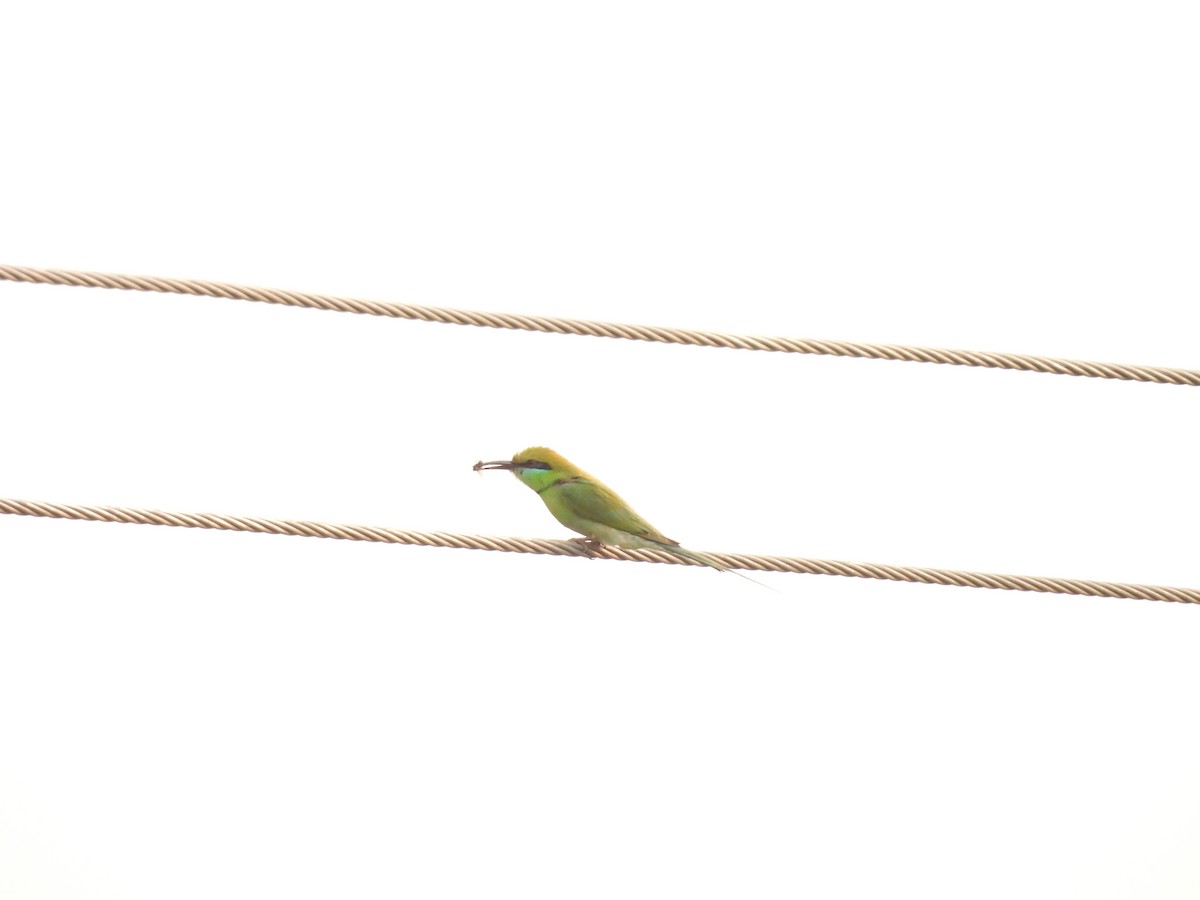 Asian Green Bee-eater - ML618372529