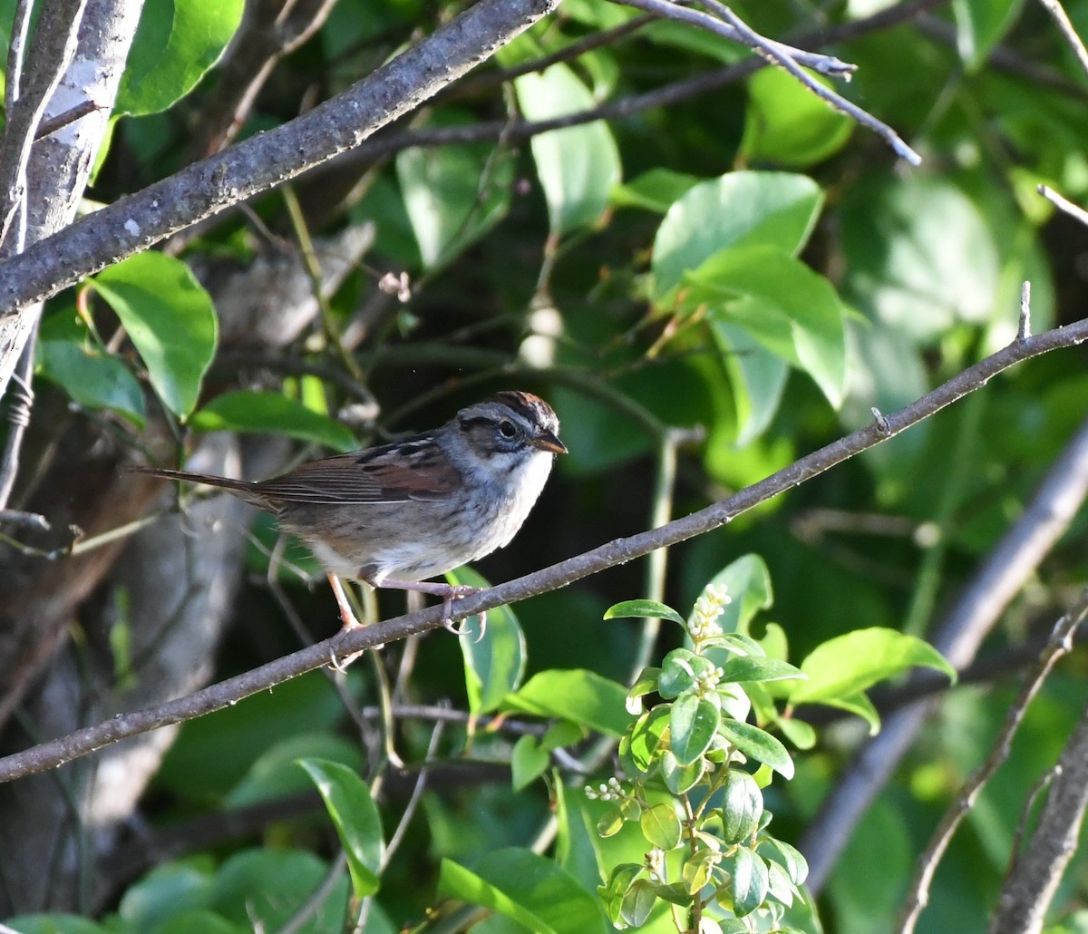 Swamp Sparrow - ML618372535