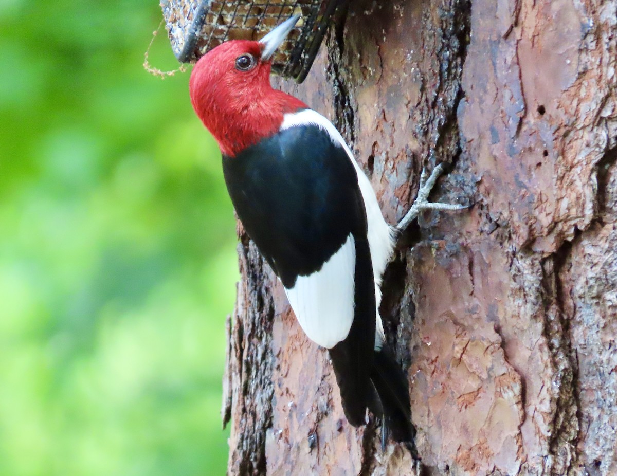Red-headed Woodpecker - ML618372537