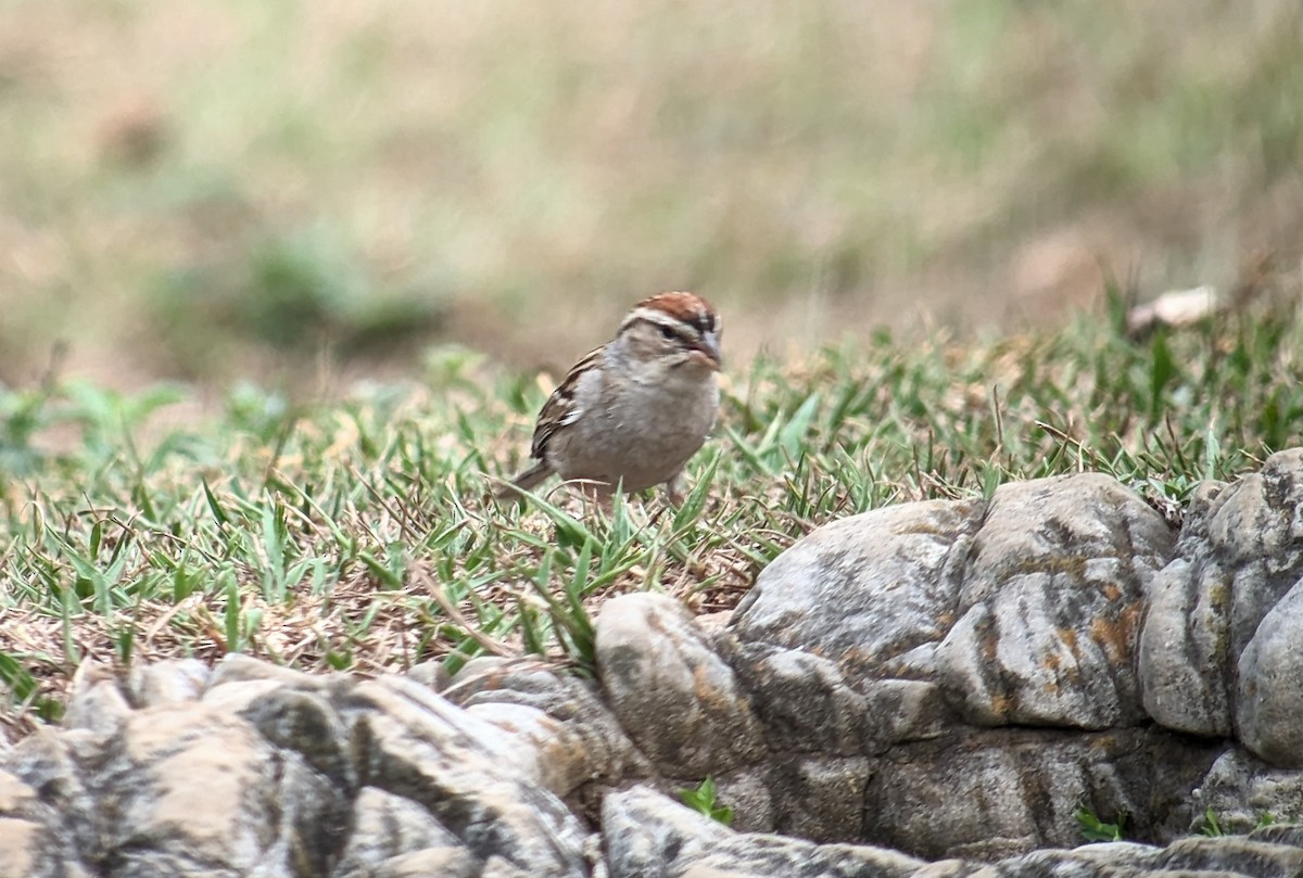 Chipping Sparrow - ML618372544