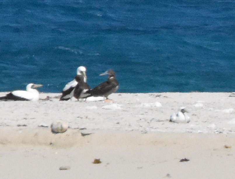 Brown Booby - ML618372547