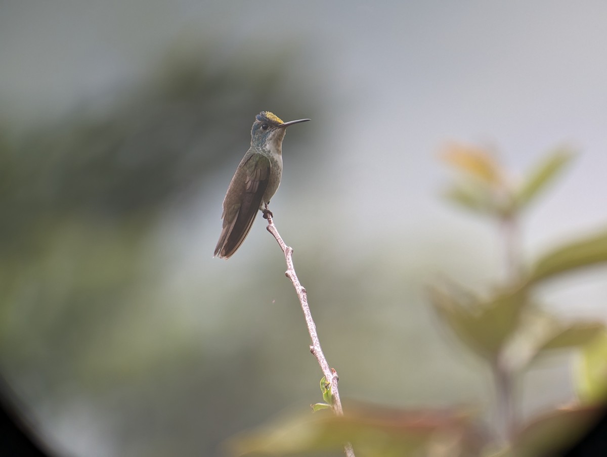Azure-crowned Hummingbird - ML618372568