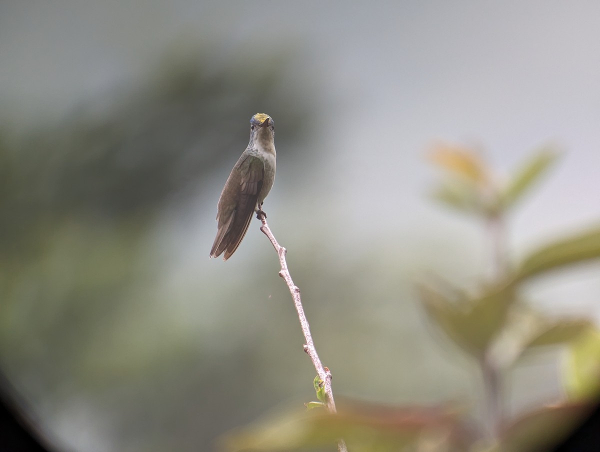 Azure-crowned Hummingbird - ML618372569
