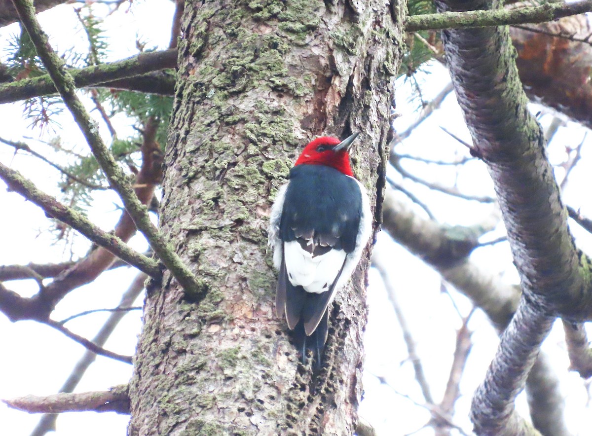 Red-headed Woodpecker - ML618372573