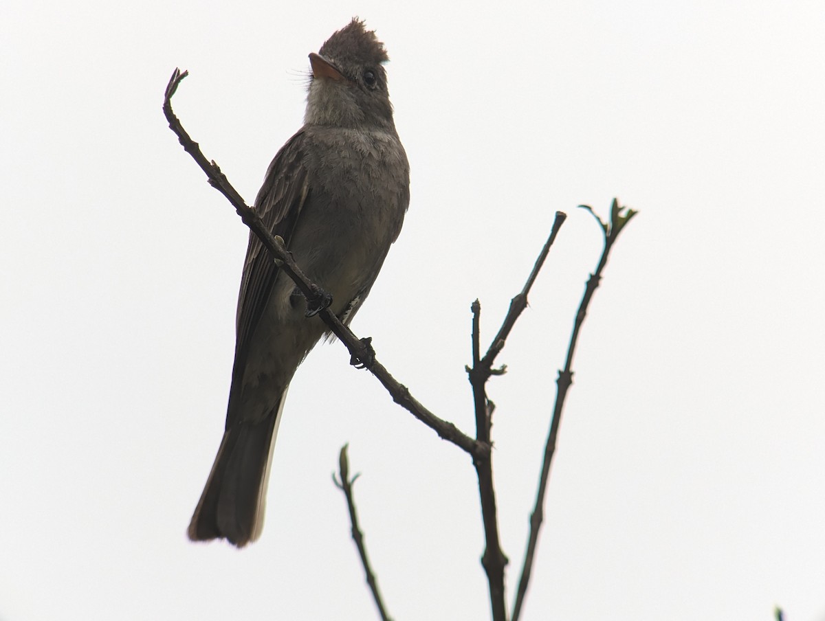 Greater Pewee - ML618372579