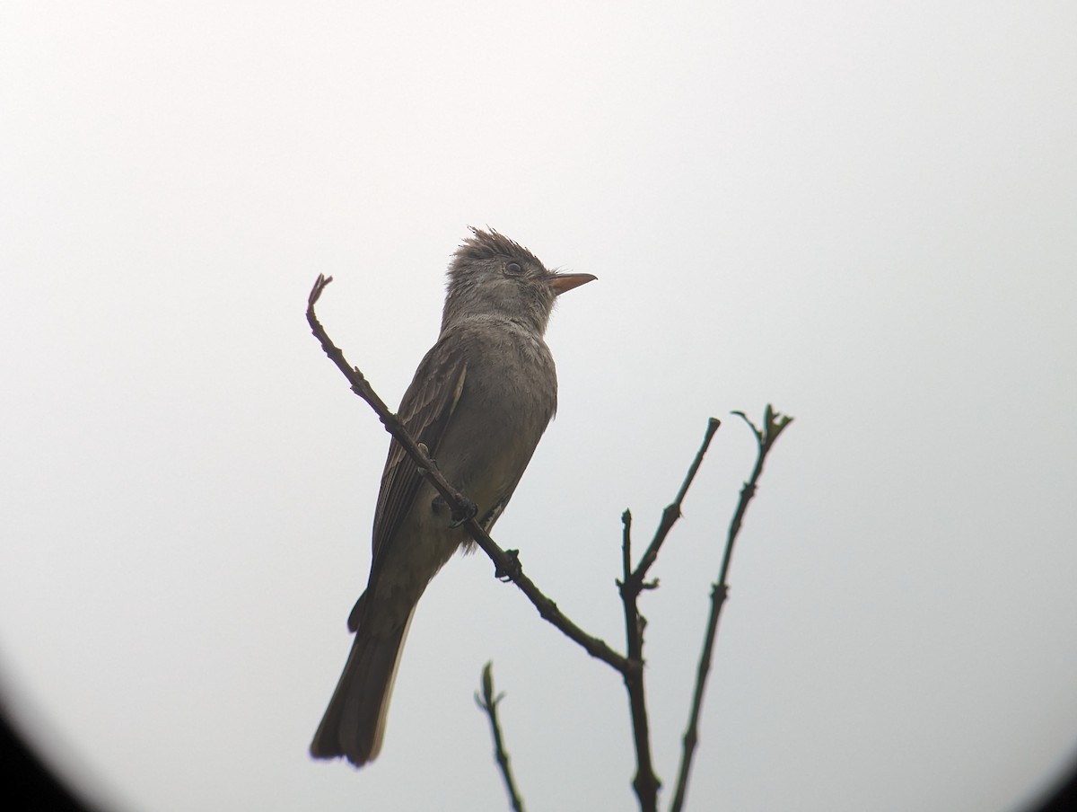 Greater Pewee - ML618372580