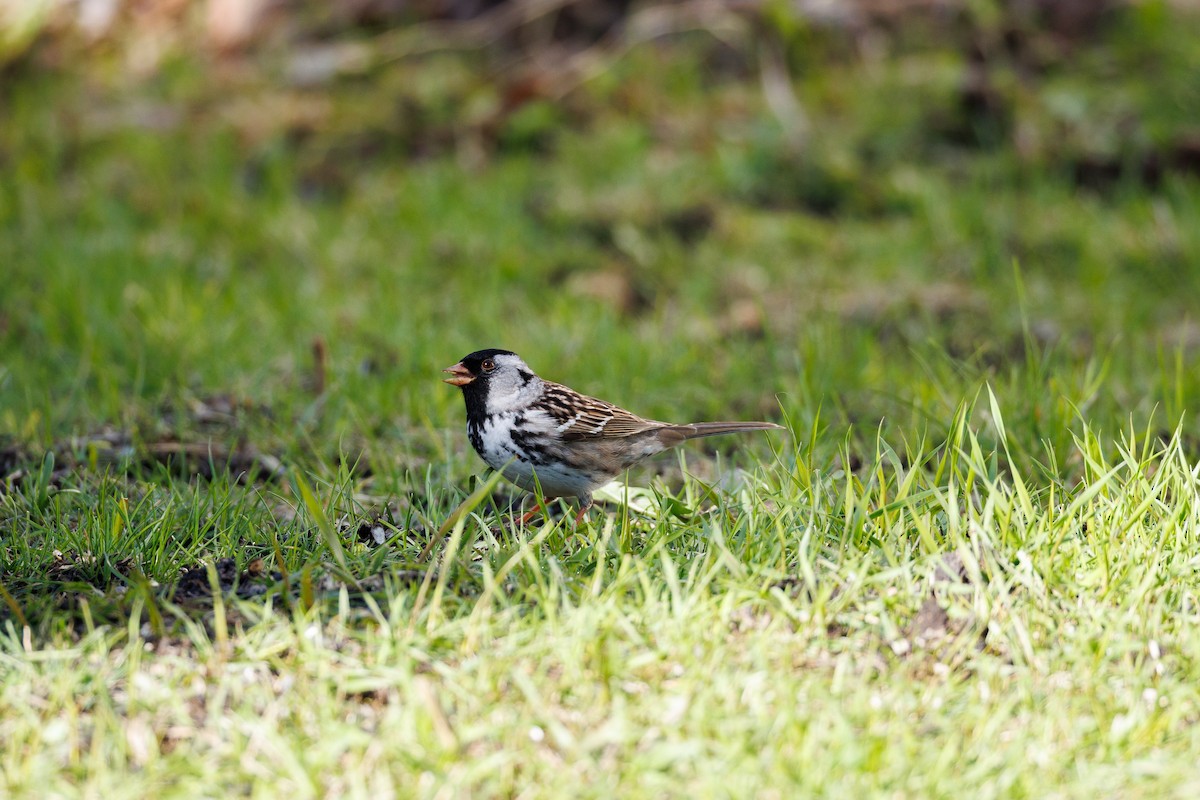 Harris's Sparrow - ML618372607