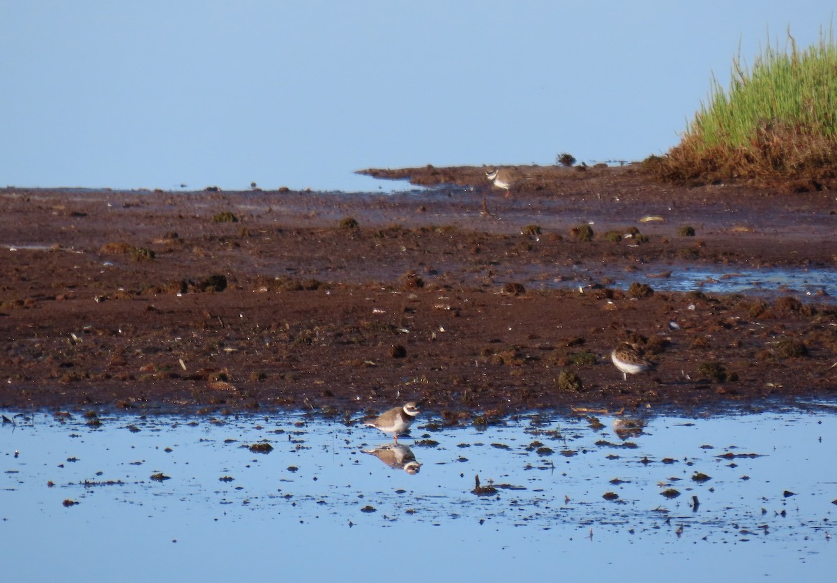 Common Ringed Plover - ML618372618