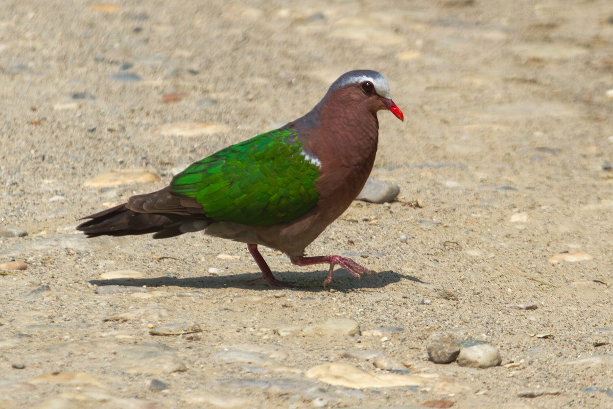 holub zelenokřídlý - ML618372643