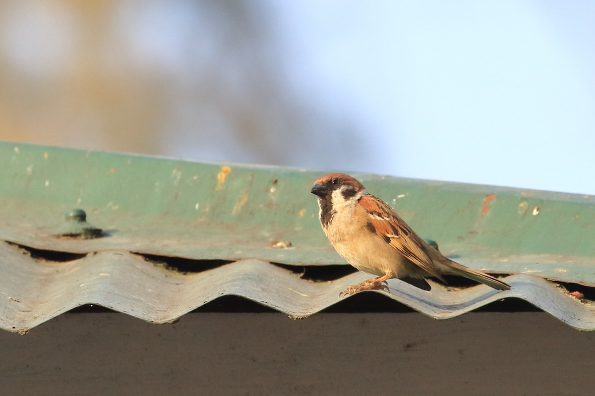 Eurasian Tree Sparrow - ML618372701