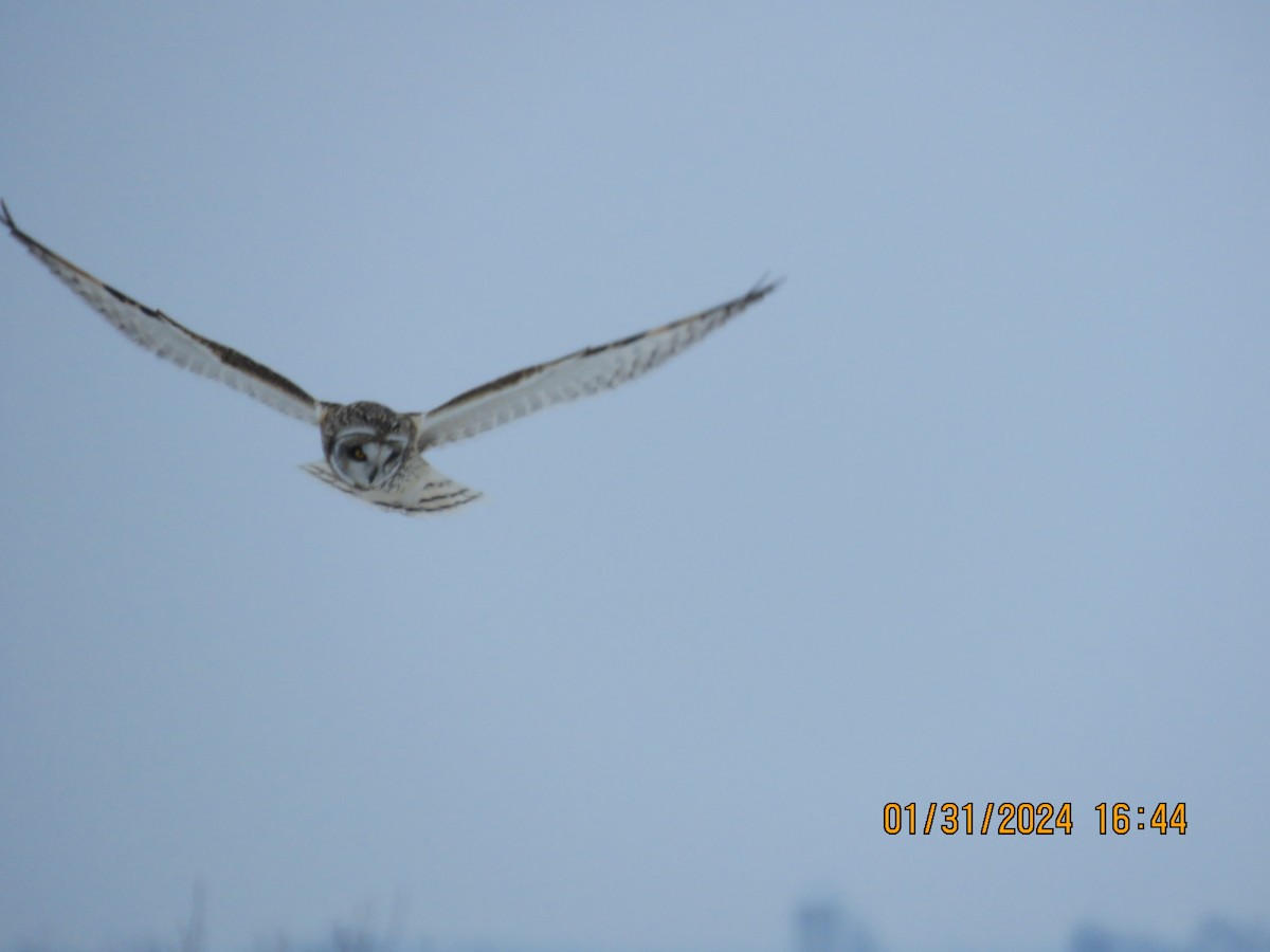 Short-eared Owl - ML618372703