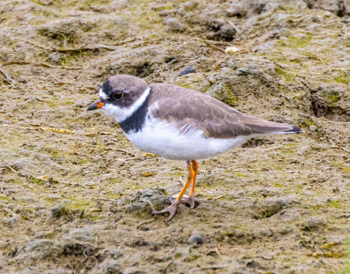 Semipalmated Plover - ML618372757