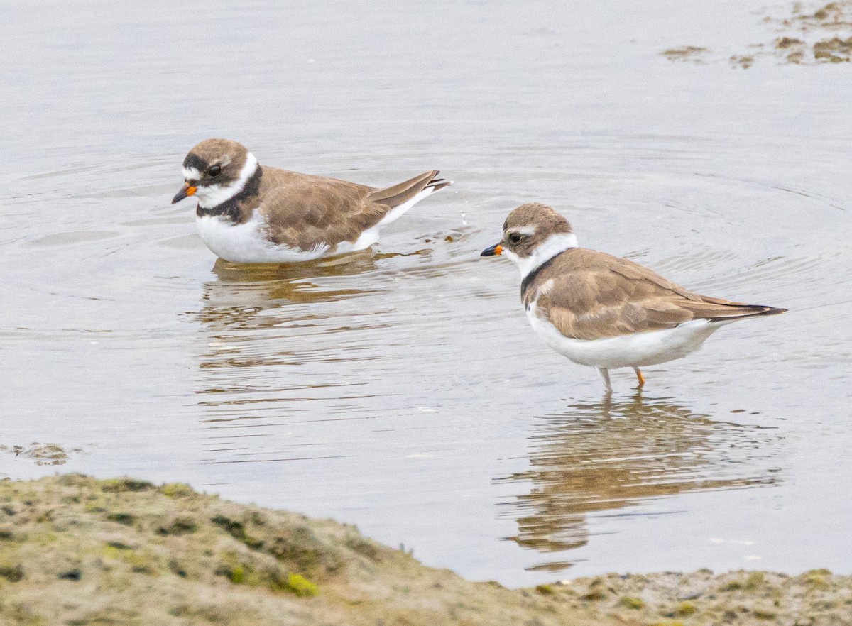 Semipalmated Plover - ML618372758