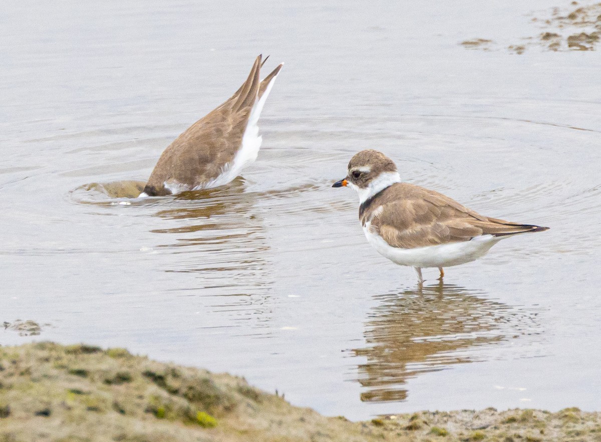 Semipalmated Plover - ML618372759