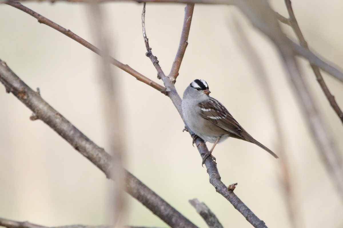 White-crowned Sparrow - ML618372773