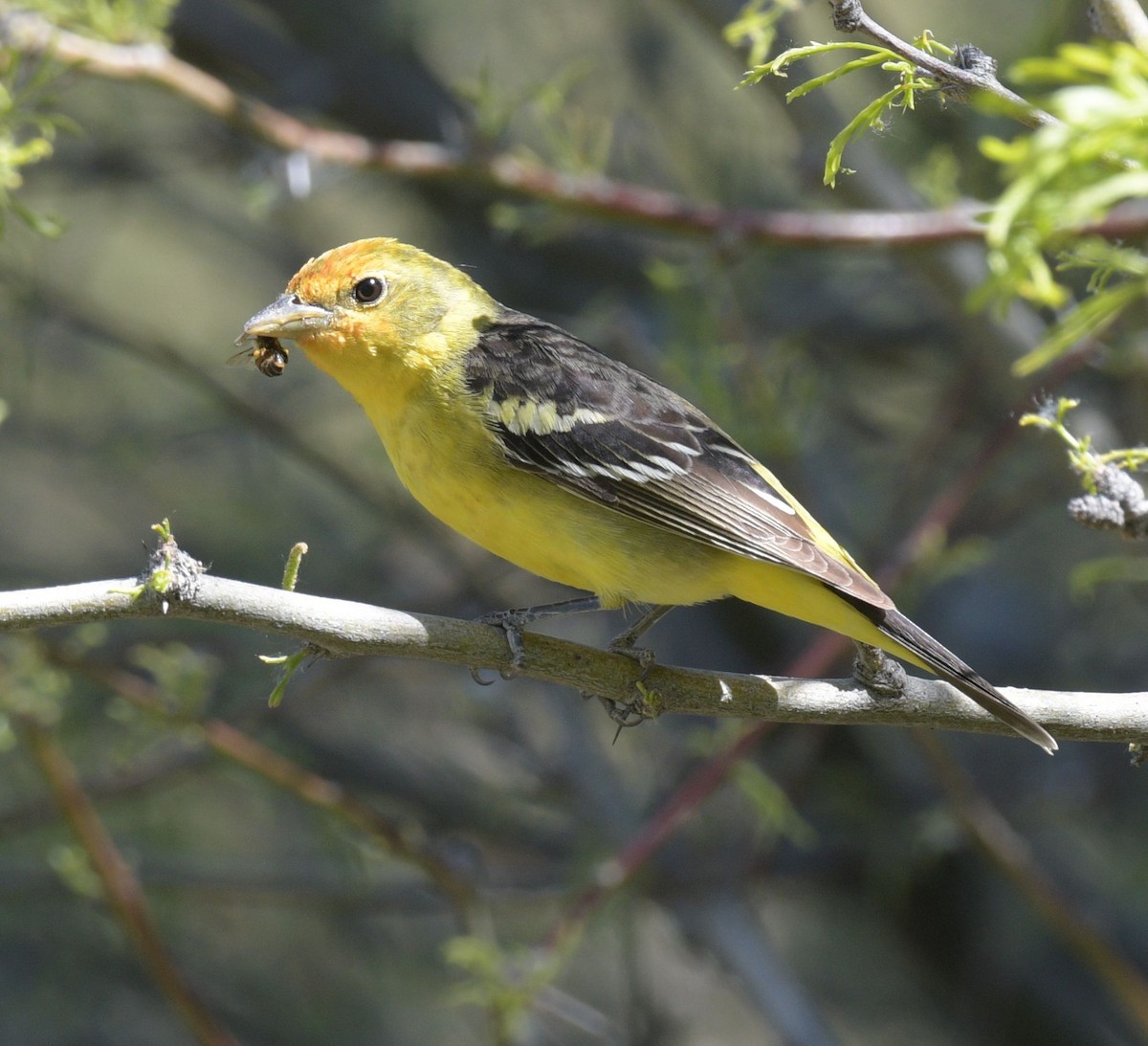 Western Tanager - ML618372778