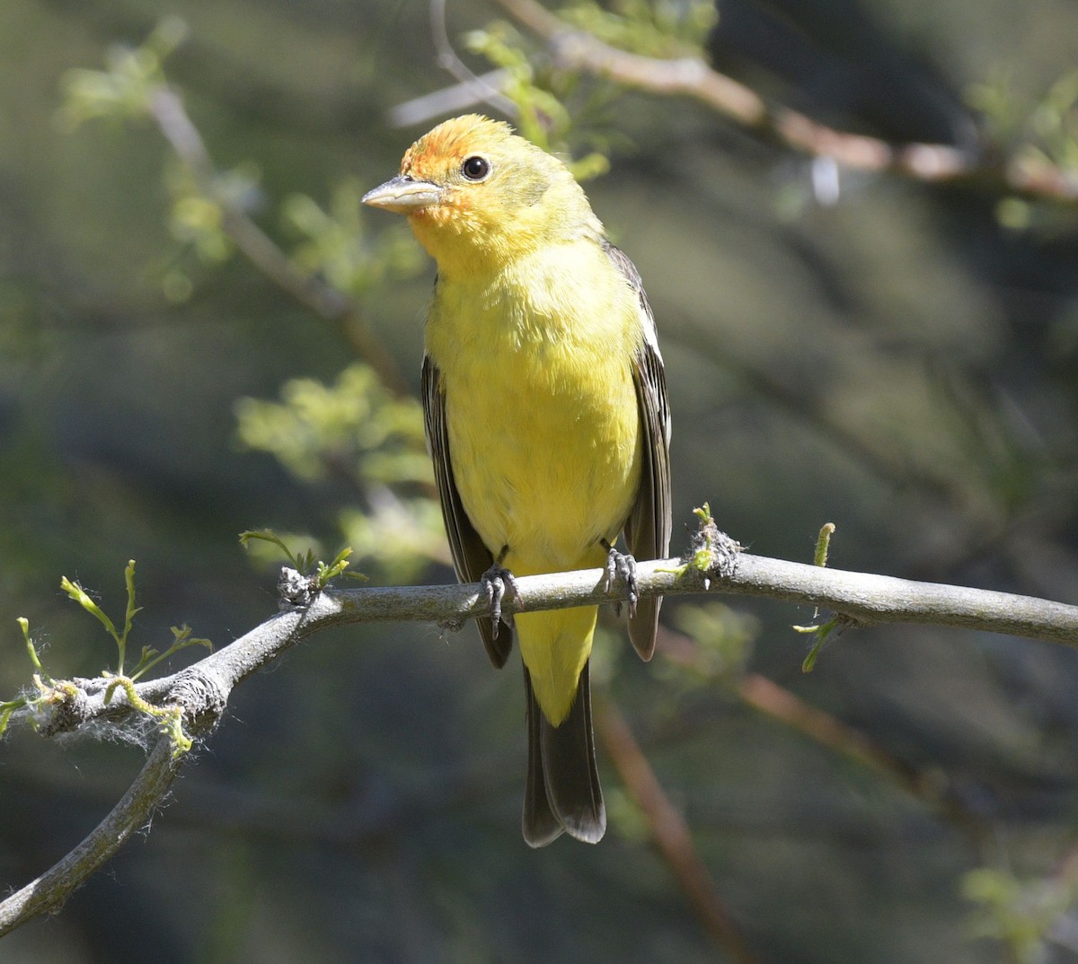 Western Tanager - ML618372782