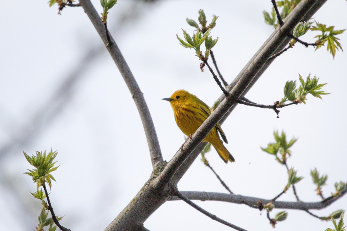 Yellow Warbler - Catherine Holland