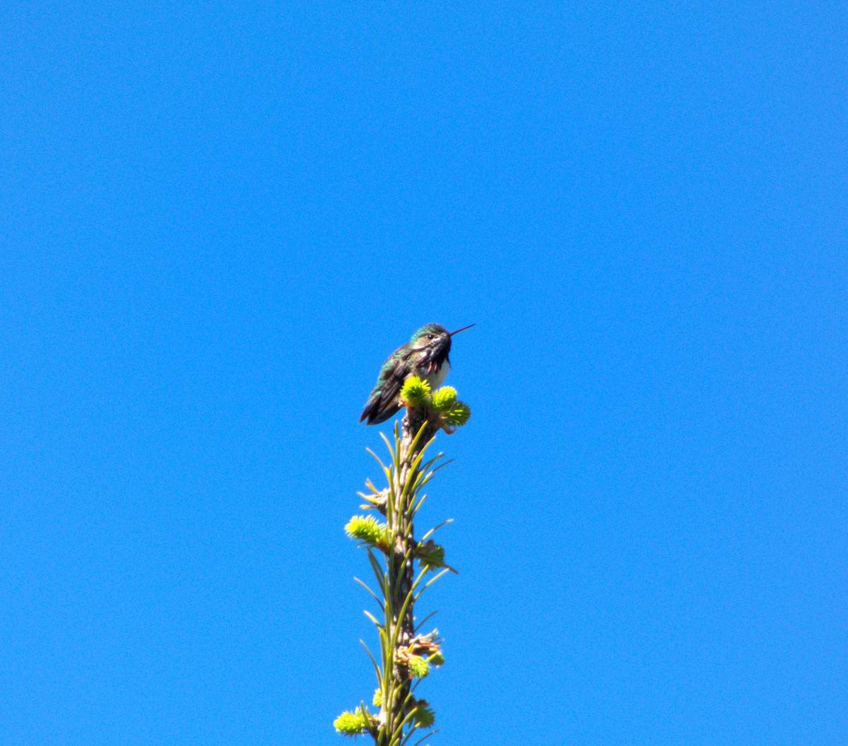 Calliope Hummingbird - ML618372862