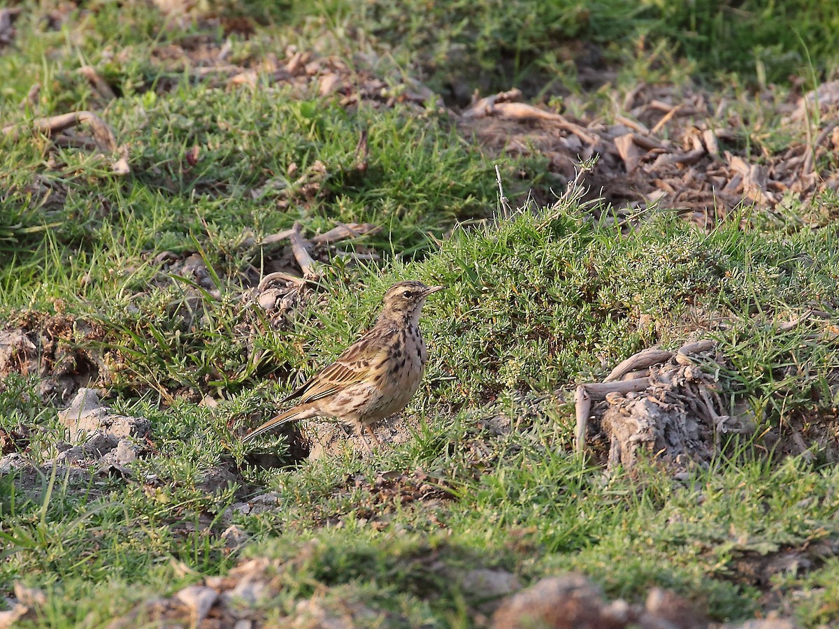 Rosy Pipit - ML618372880