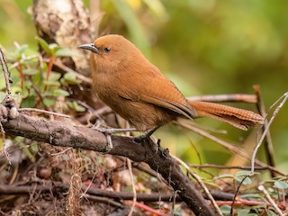  - Rufous Wren