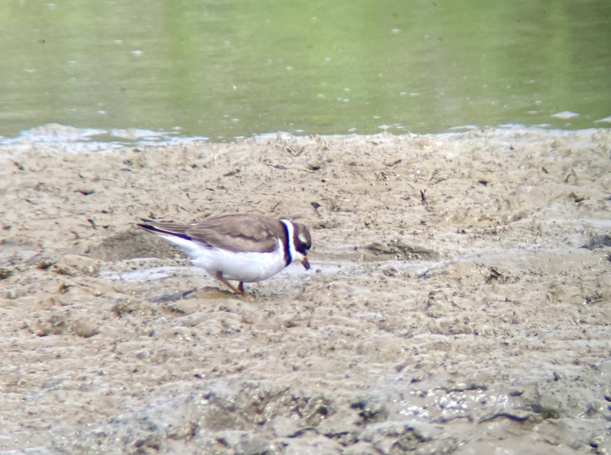 Semipalmated Plover - ML618372907
