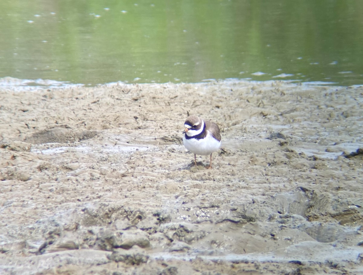 Semipalmated Plover - ML618372908