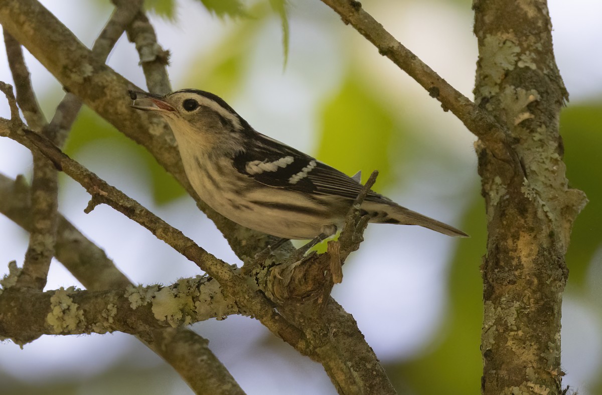 Black-and-white Warbler - ML618372911
