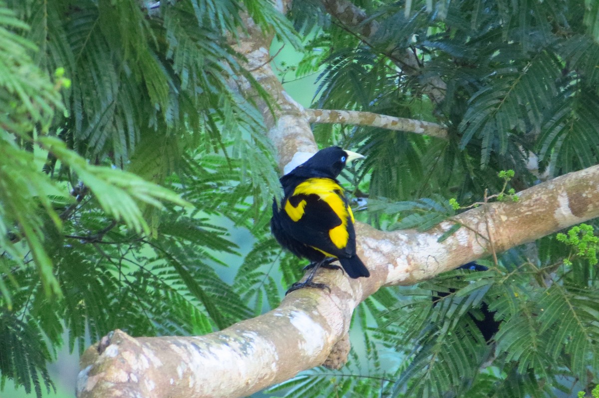 Yellow-rumped Cacique - ML618372958