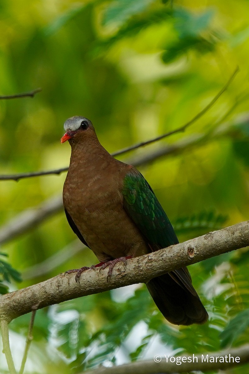 Asian Emerald Dove - ML618373016