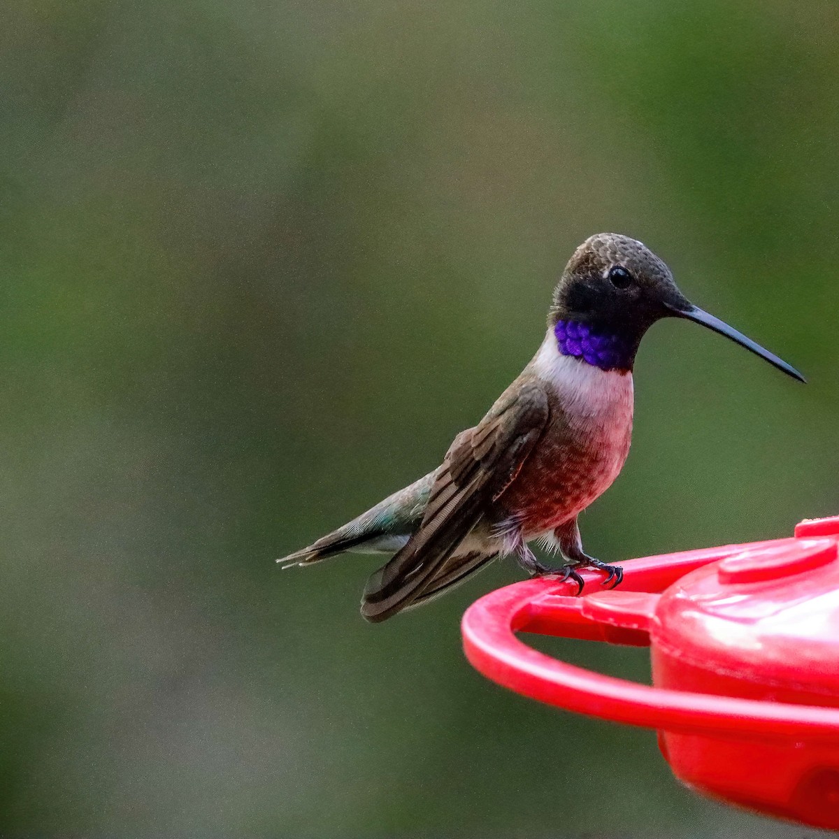 Black-chinned Hummingbird - ML618373038