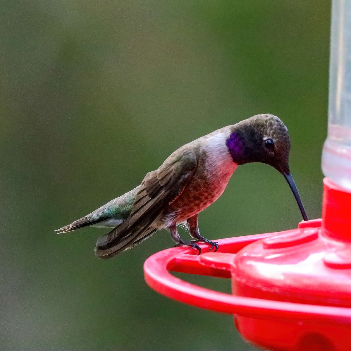 Black-chinned Hummingbird - ML618373039