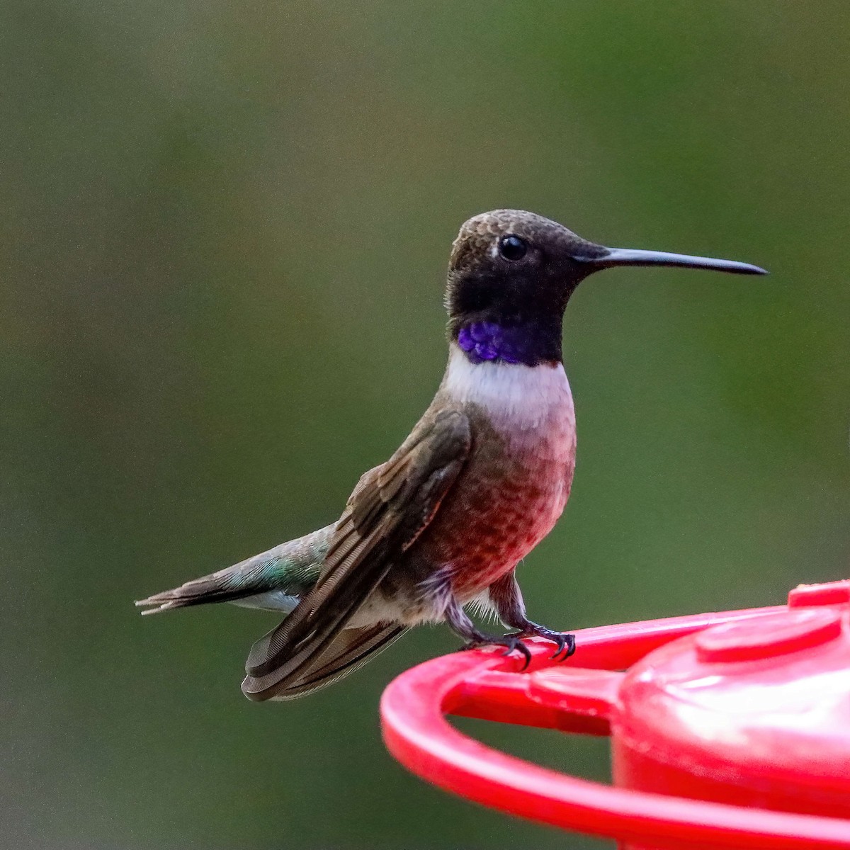 Black-chinned Hummingbird - ML618373040