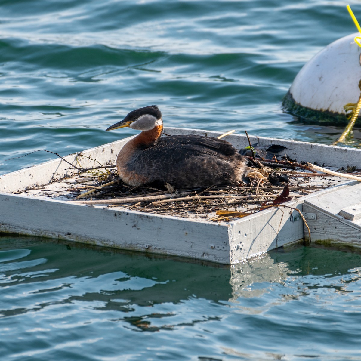 Red-necked Grebe - ML618373045