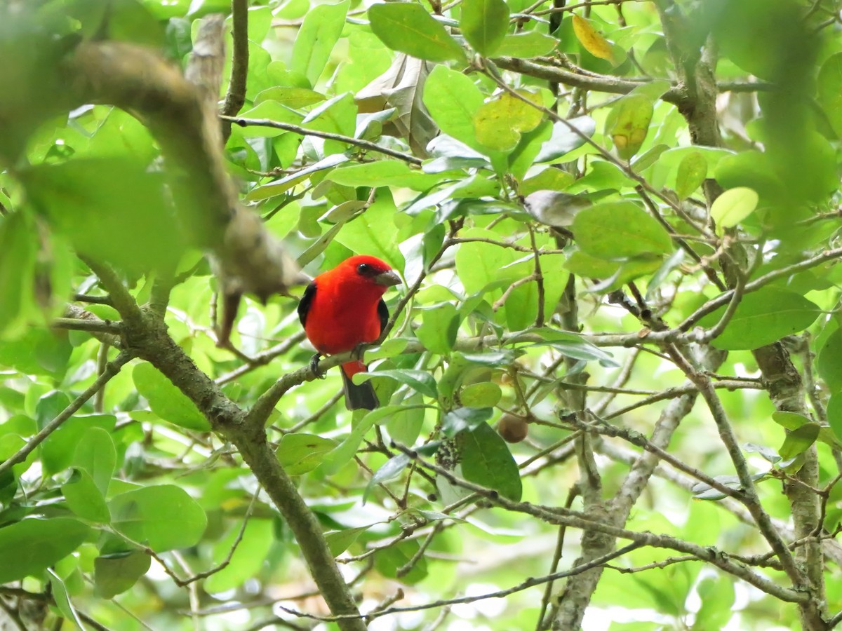 Scarlet Tanager - ML618373046
