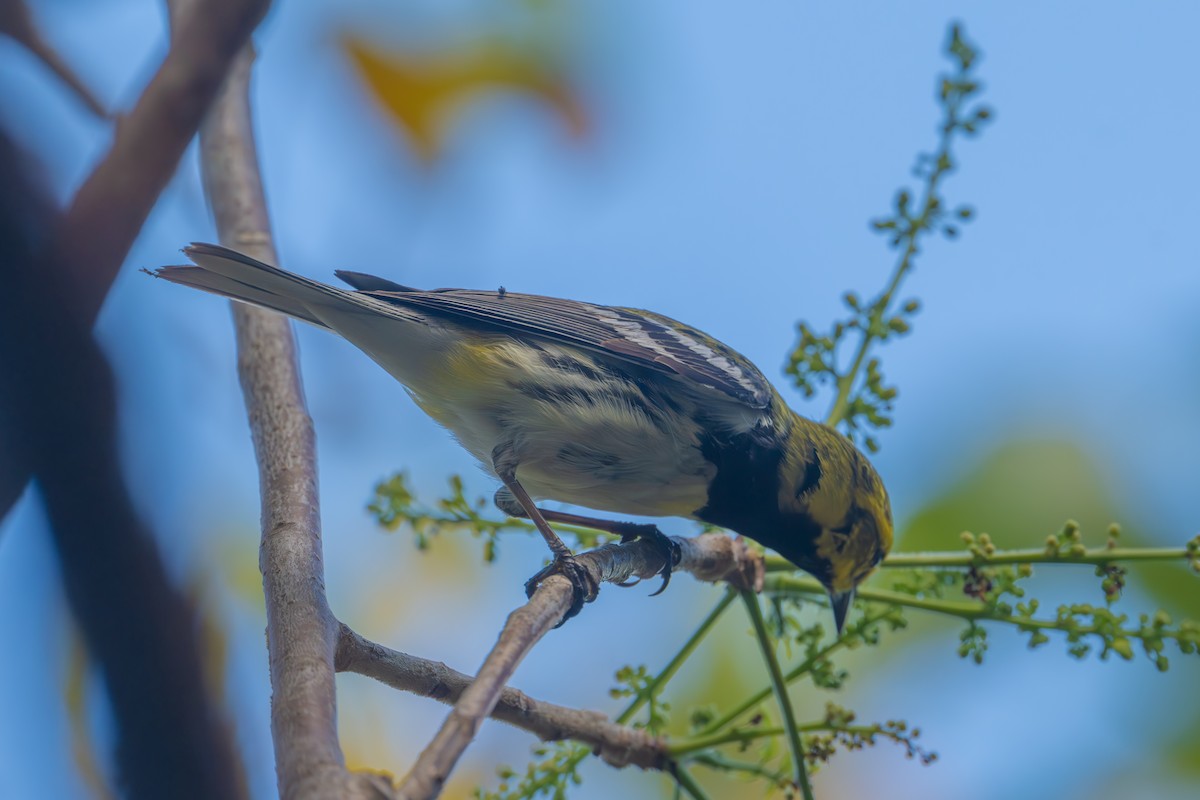Black-throated Green Warbler - Marcus Kelly
