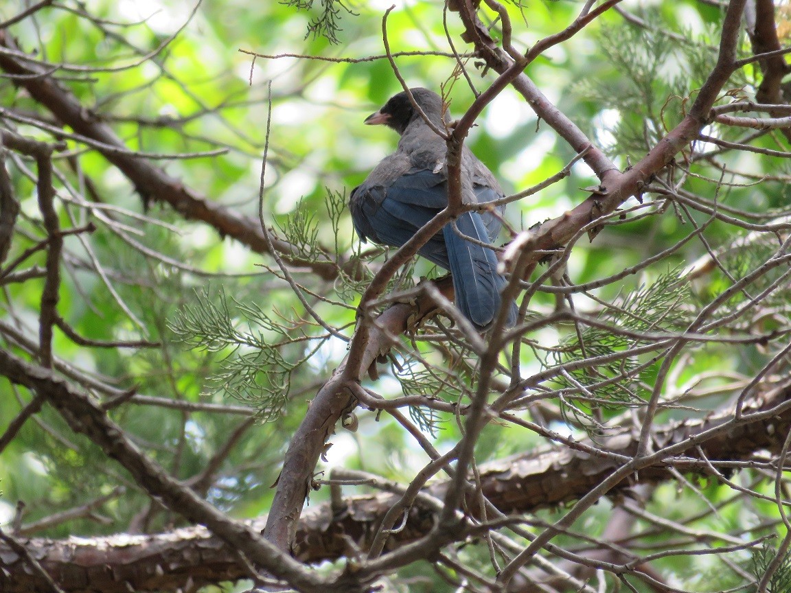 Mexican Jay - ML61837311