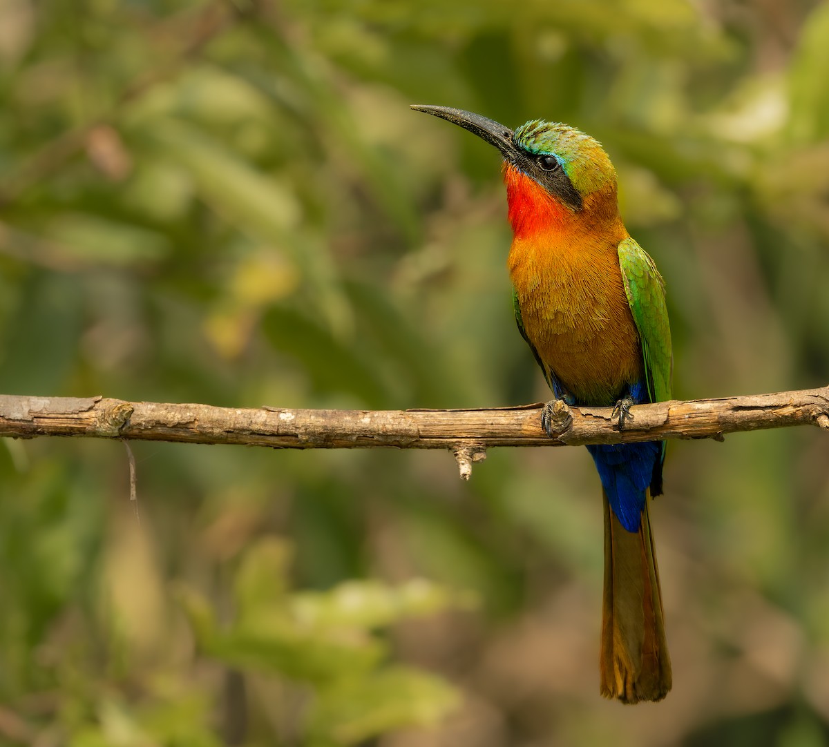 Red-throated Bee-eater - ML618373159