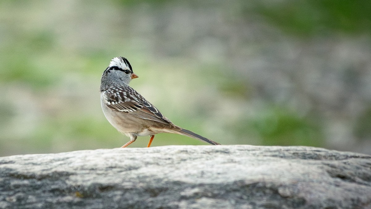 White-crowned Sparrow - ML618373161