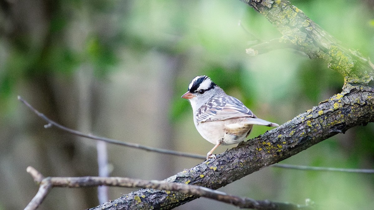 White-crowned Sparrow - ML618373162