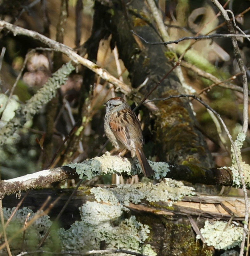 Swamp Sparrow - ML618373184