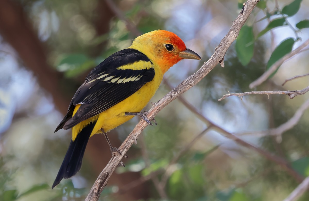 Western Tanager - ML618373185