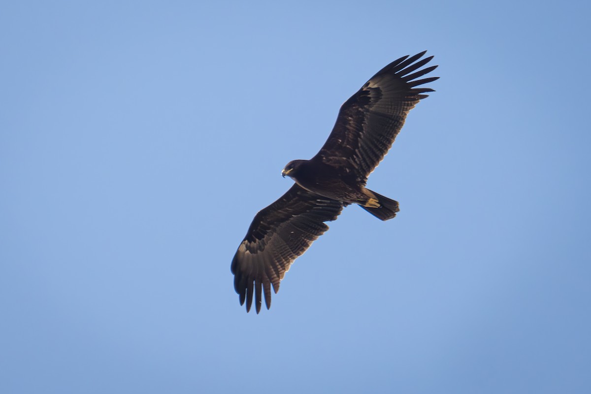 Greater Spotted Eagle - ML618373207